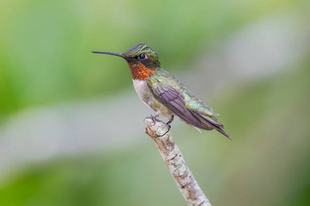 Ruby- throated Hummingbird hovering on Trumpet Vine