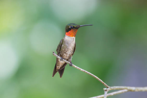 istock Ruby-throated Hummingbird, Alabama, USA 2167650546