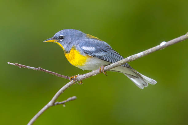 istock Northern Parula,  Florida, USA 2167651129