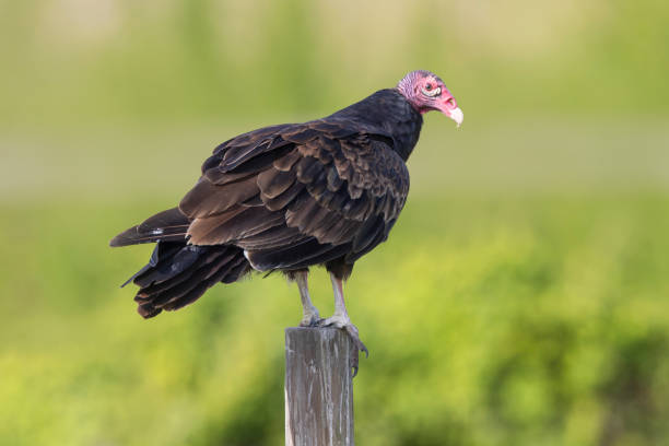 istock Turkey Vulture, Florida, USA 2167651897