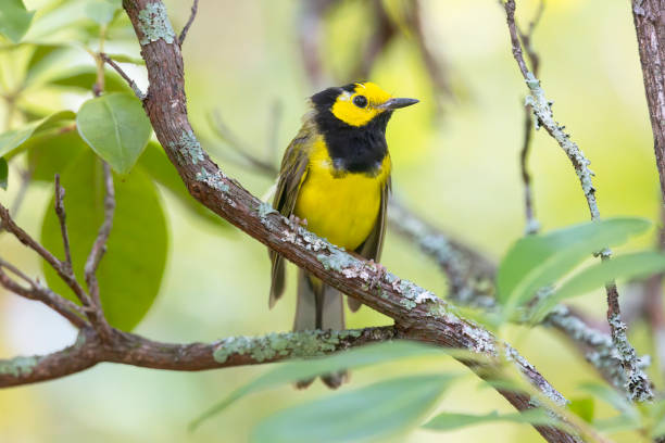 istock Hooded Warbler, Alabama, USA 2167651913