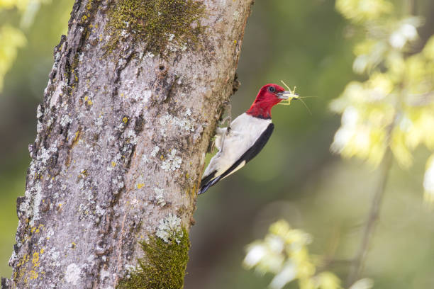 istock Red-headed Woodpecker, Alabama, USA 2167652017