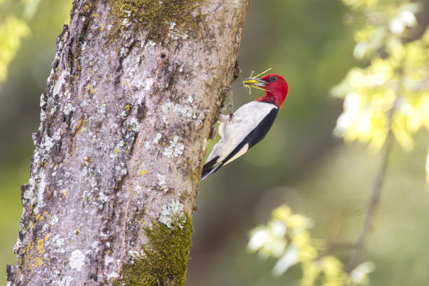 Taxon name: Red-headed WoodpeckerTaxon scientific name: Melanerpes erythrocephalusLocation: Birmingham, Alabama, USA