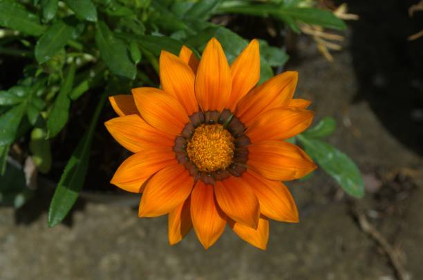 istock Wild and exotic flowers in Miranda, Venezuela. 2167654121