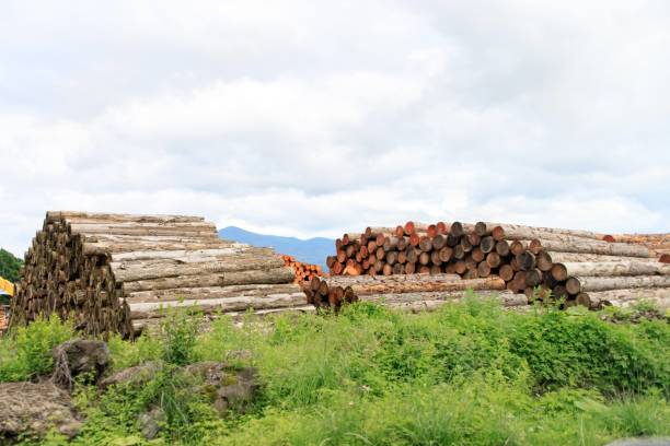 Stacks of Timber Logs Against a Cloudy Sky