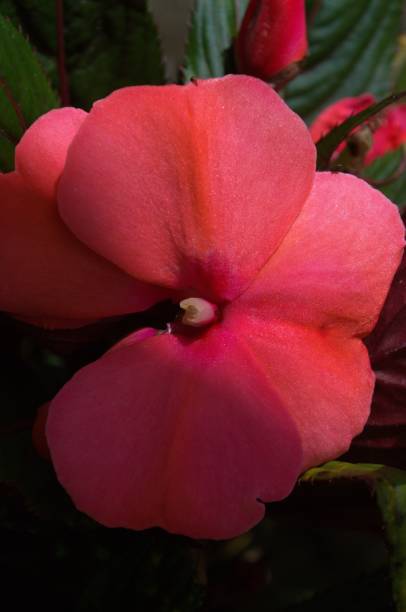 istock Wild and exotic flowers in Miranda, Venezuela. 2167654238