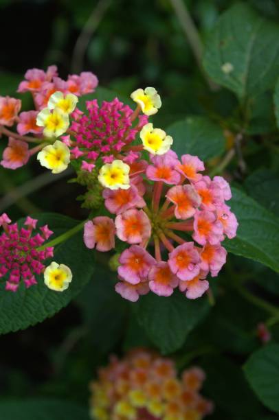 istock Wild and exotic flowers in Miranda, Venezuela. 2167654350