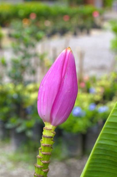 istock Wild and exotic flowers in Miranda, Venezuela. 2167654369