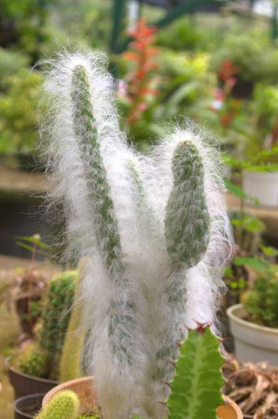 istock Wild and exotic flowers in Miranda, Venezuela. 2167654393