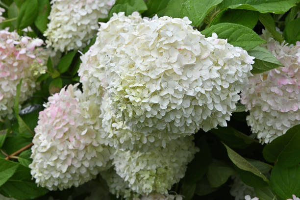 istock An abundance of hydrangeas 2167659937