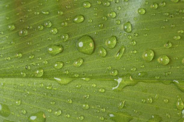 Tropical leaves showing cell structure and textures with rain drops collecting on leaves Thailand Asia