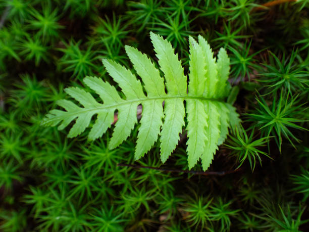 Ferns and haircap moss