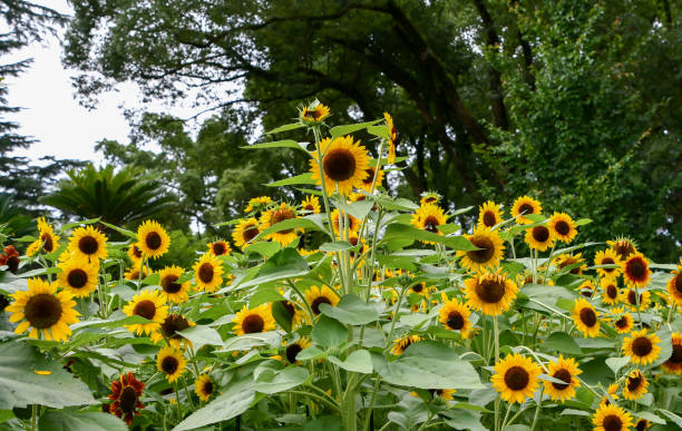 istock Beautiful sunflowers in bloom. 2167668967