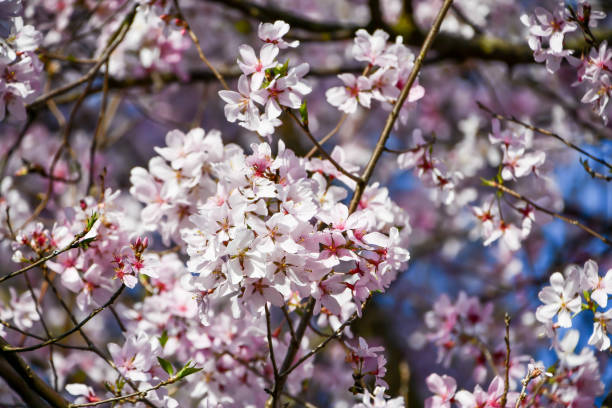 istock Beautiful cherry blossoms are in bloom. 2167673861