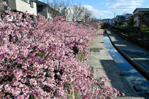 istock Beautiful cherry blossoms are in bloom. 2167675088