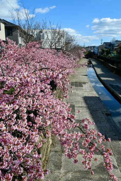 istock Beautiful cherry blossoms are in bloom. 2167675105