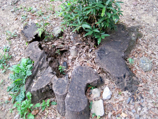 istock Photo of a stump with a hollow interior 2167675138