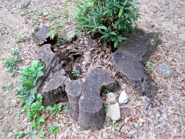 istock Photo of a stump with a hollow interior 2167675186