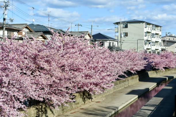 istock Beautiful cherry blossoms are in bloom. 2167675197