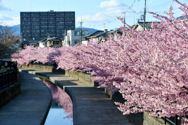 istock Beautiful cherry blossoms are in bloom. 2167675209