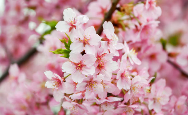 istock Beautiful cherry blossoms are in bloom. 2167675234