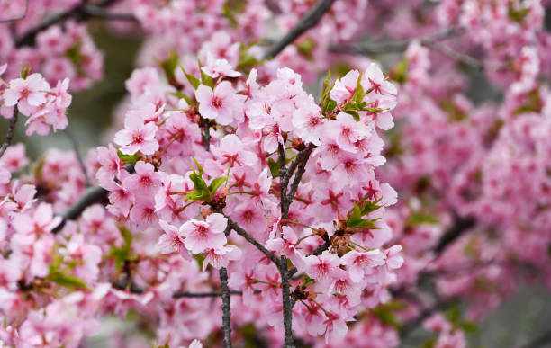 istock Beautiful cherry blossoms are in bloom. 2167675235