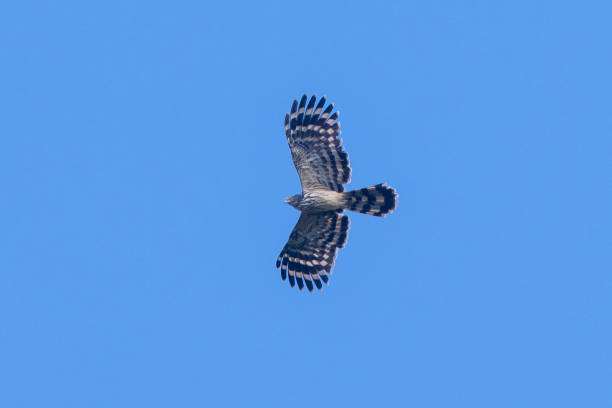 Taxon name: Long-tailed Honey Buzzard\nTaxon scientific name: Henicopernis longicauda\nLocation: Varirata National Park, Port Moresby, Papua New Guinea