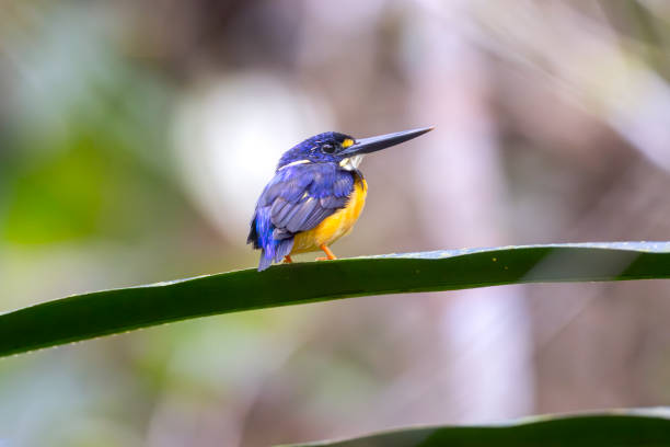 Taxon name: Papuan Dwarf-Kingfisher\nTaxon scientific name: Ceyx solitarius\nLocation: Varirata National Park, Port Moresby, Papua New Guinea