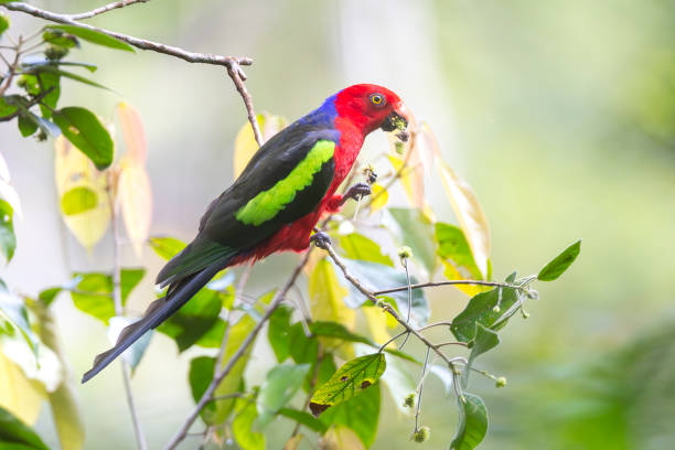 Taxon name: Papuan King Parrot\nTaxon scientific name: Alisterus chloropterus\nLocation: Varirata National Park, Port Moresby, Papua New Guinea