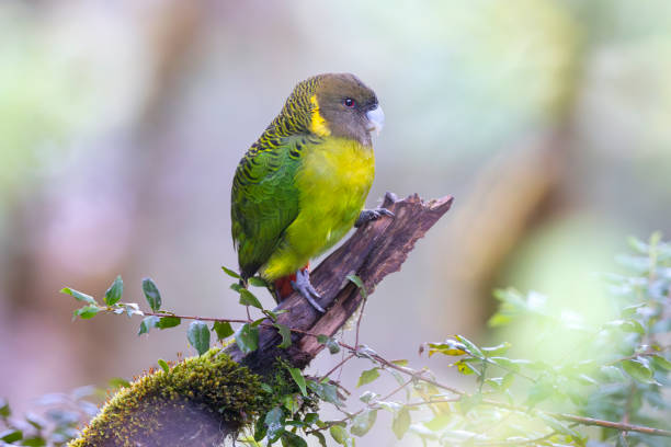 istock Brehm's Tiger Parrot, Papua New Guinea 2167684864