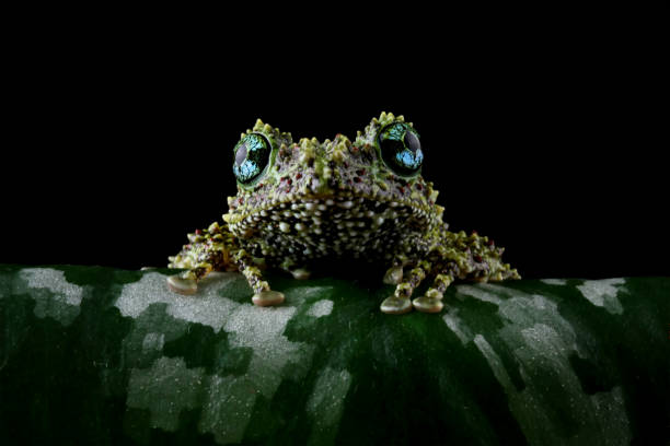istock Vietnamese mossy frog on a leaves 2167688078