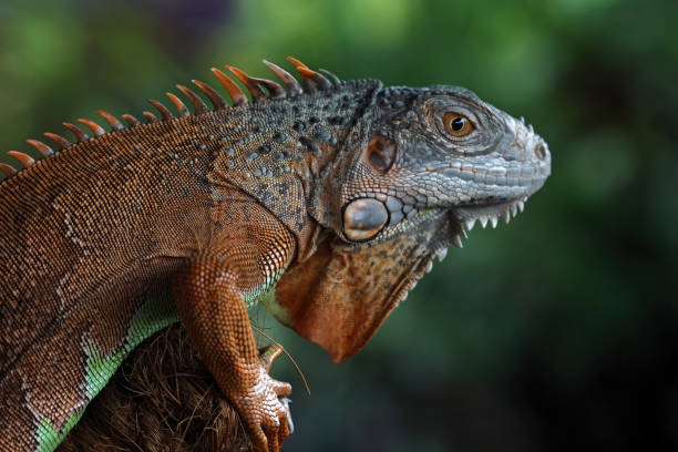 istock close-up of a red iguana 2167688162