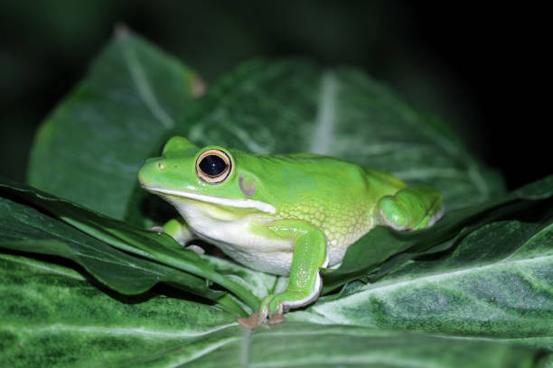 Labed Tree Frog 280+ White Lipped Tree Frog Fotografías de stock, fotos e imágenes ...