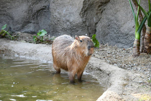 Very cute and peaceful capybaras.