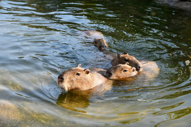 istock Very cute and peaceful capybaras. 2167689570