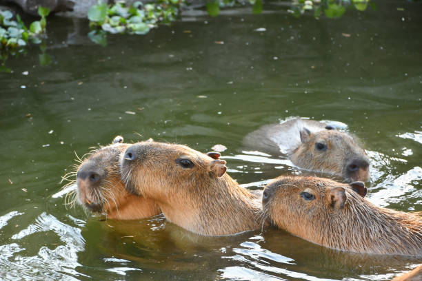istock Very cute and peaceful capybaras. 2167689573