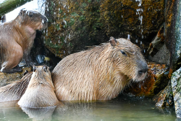 istock Very cute and peaceful capybaras. 2167689803