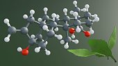 steviol-molecules-are-found-in-stevia-le