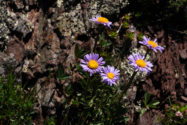 istock Cluster purple alpine daisies with yellow centers 2167697080