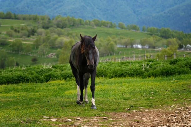 A horse in Forcella Lerosa - Dolomites - Italy