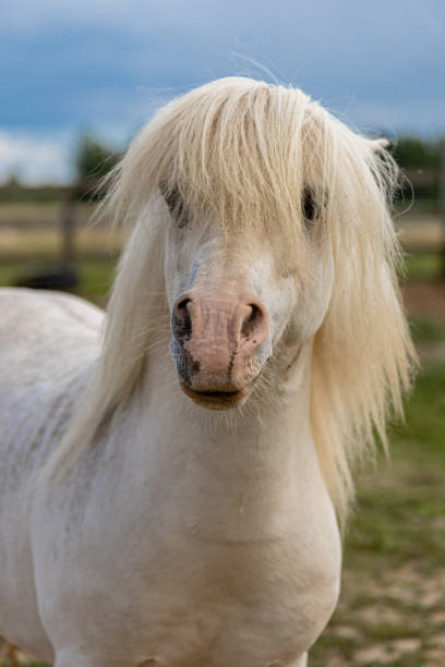 istock White horse head close-up 2167698456