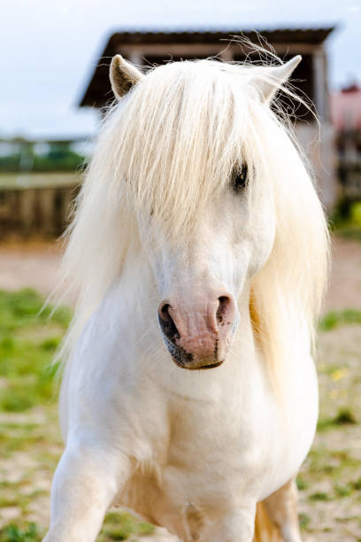 istock White horse head close-up 2167698465