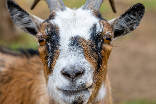 istock Goat head portrait close-up 2167698474