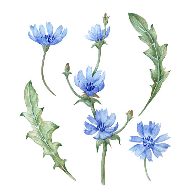 1,700+ Chicory Flower Stock Illustrations, Royalty-Free Vector