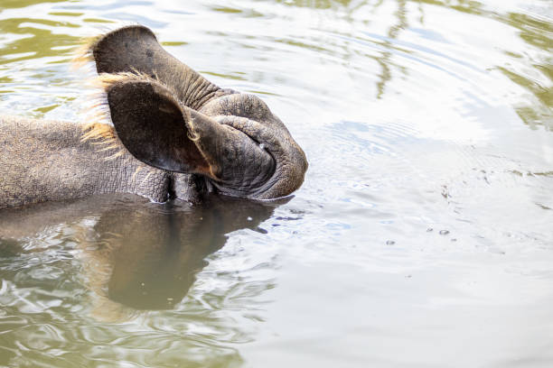 Hippopotamus in close-up while submerged into water, only its ear and the bubble from exhaling can be seen above water.