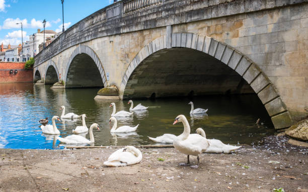 istock Swans on River Great Ouse in Bedford 2167705275