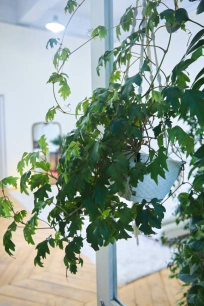 istock Plants in the interior. Domestic flora 2167706928
