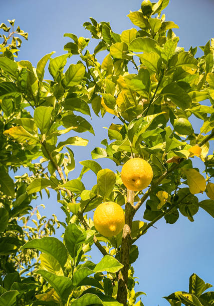 istock Branch of Lemon with Leaves 2167707684