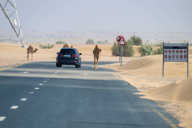 Witness a unique scene as camels stands on a road in the stunning Dubai desert while a car passing by, capturing the essence of the region’s wild beauty and charm.