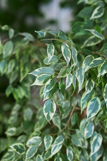 istock Plants in the interior. Domestic flora 2167709064